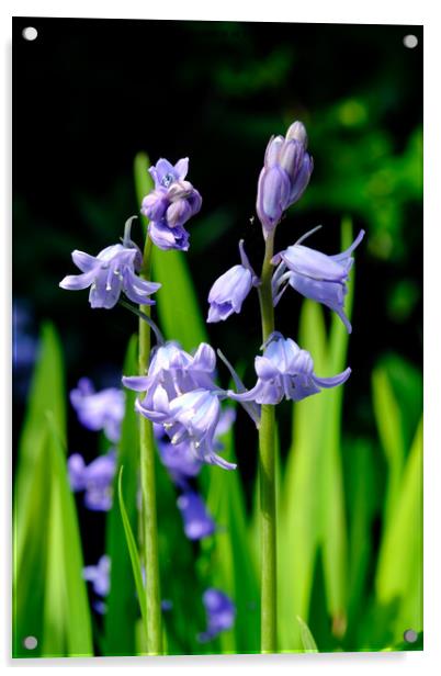 Bluebell Acrylic by Tom McPherson