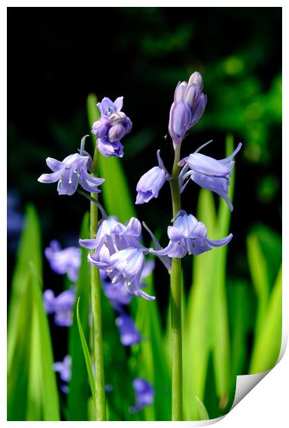 Bluebell Print by Tom McPherson