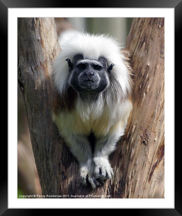 Cotton Topped Tamarin stuck in a tree Framed Mounted Print by Elouera Photography