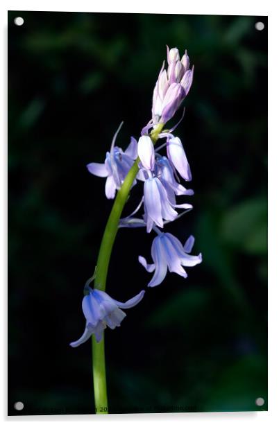 Bluebell Acrylic by Tom McPherson