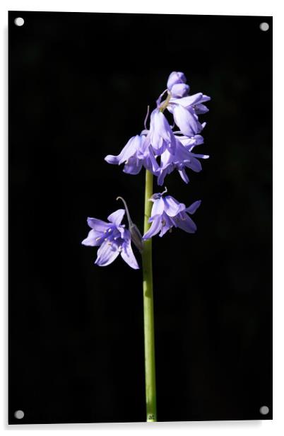 Bluebell Acrylic by Tom McPherson