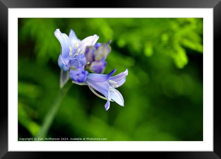 Bluebell Framed Mounted Print by Tom McPherson