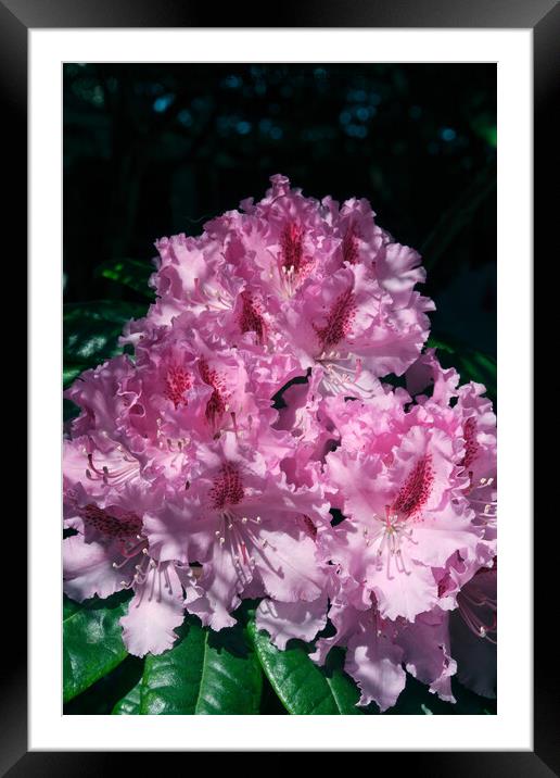 A rhododendron  Framed Mounted Print by Tom McPherson