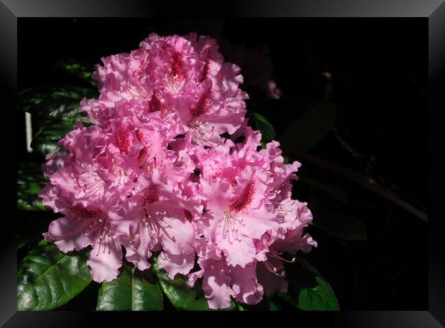 A rhododendron  Framed Print by Tom McPherson