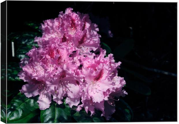A rhododendron  Canvas Print by Tom McPherson