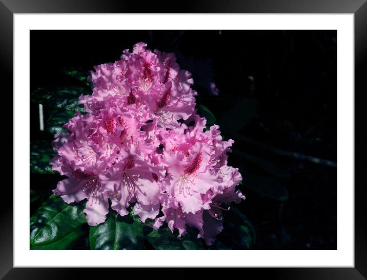 A rhododendron  Framed Mounted Print by Tom McPherson