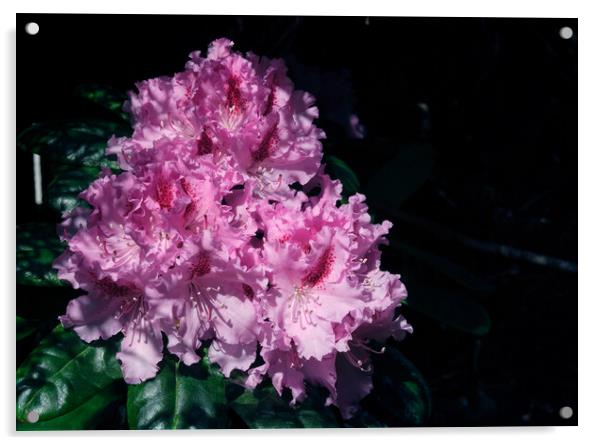 A rhododendron  Acrylic by Tom McPherson