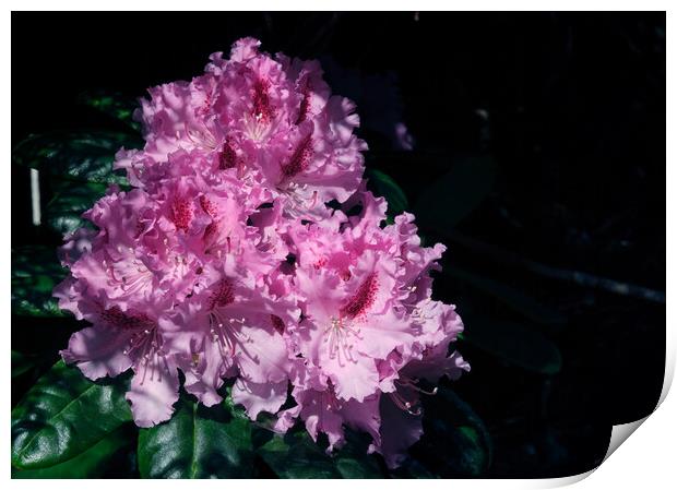 A rhododendron  Print by Tom McPherson