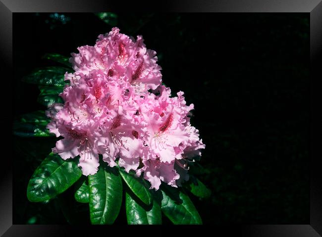 A rhododendron  Framed Print by Tom McPherson