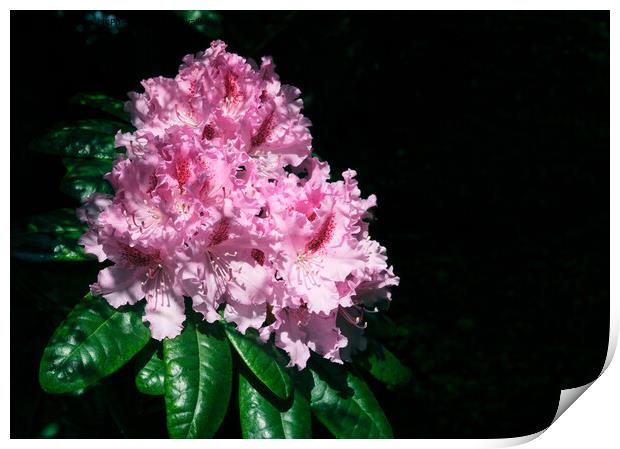 A rhododendron  Print by Tom McPherson