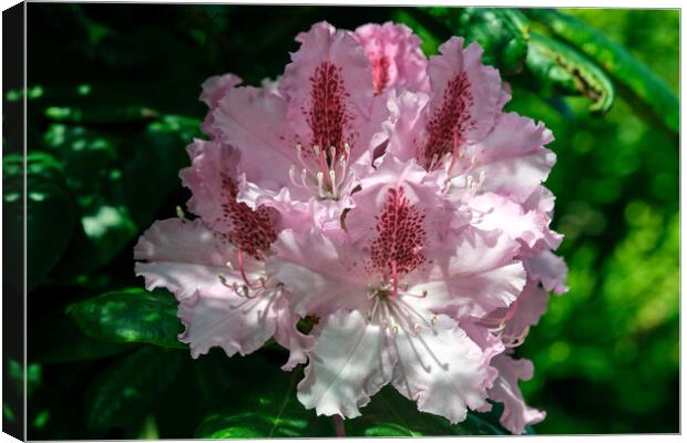 A rhododendron  Canvas Print by Tom McPherson