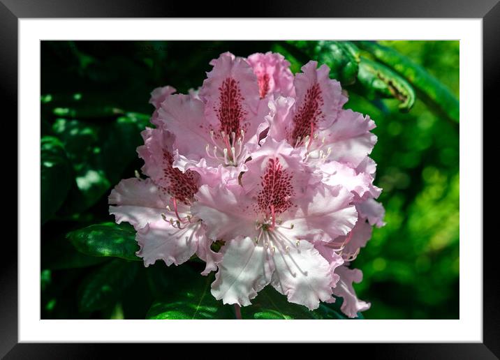 A rhododendron  Framed Mounted Print by Tom McPherson