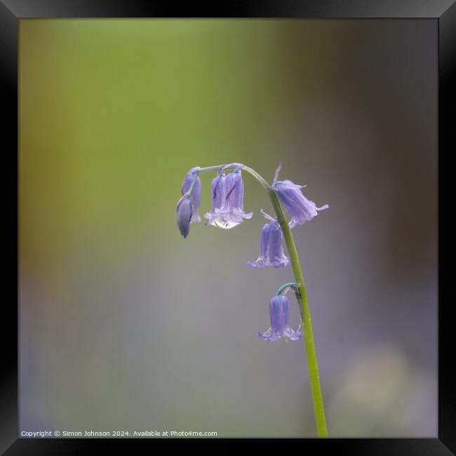 Bluebell flower Framed Print by Simon Johnson