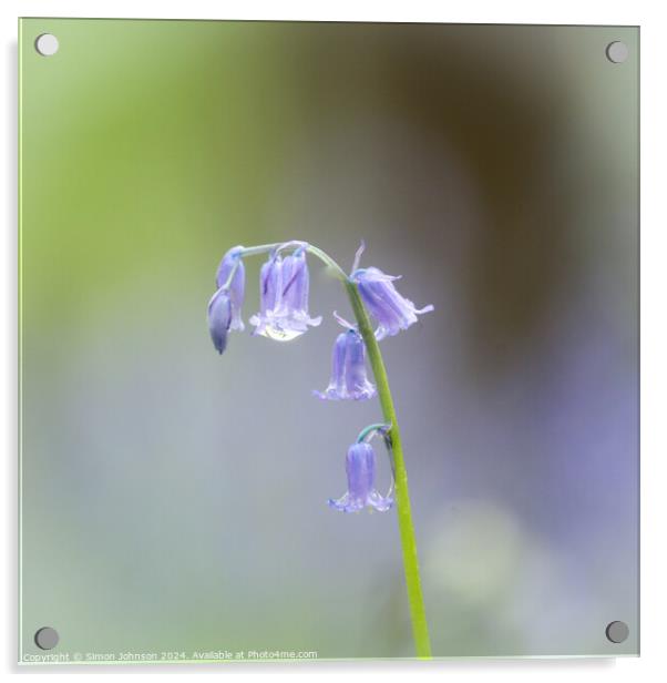 Bluebell flower  Acrylic by Simon Johnson