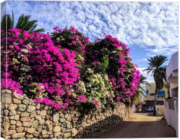 Bougainvillea under white clouds  Canvas Print by Robert Galvin-Oliphant