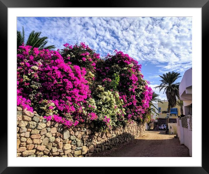 Bougainvillea under white clouds  Framed Mounted Print by Robert Galvin-Oliphant