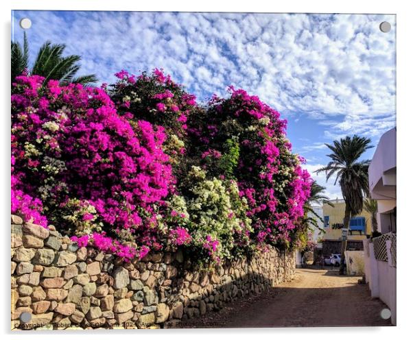 Bougainvillea under white clouds  Acrylic by Robert Galvin-Oliphant