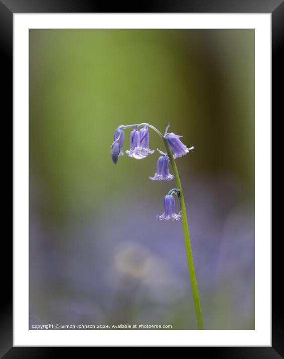 Bluebell flower  Framed Mounted Print by Simon Johnson