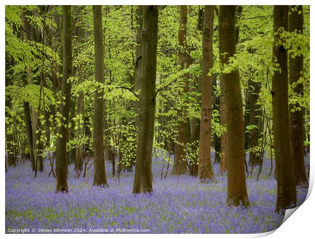 Bluebell wooy Print by Simon Johnson