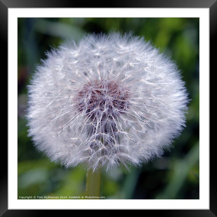 Dandelion Flower Framed Mounted Print by Tom McPherson