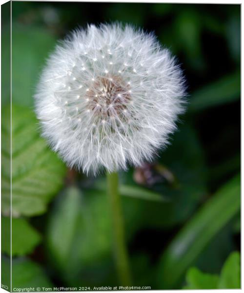 Dandelion Flower Canvas Print by Tom McPherson