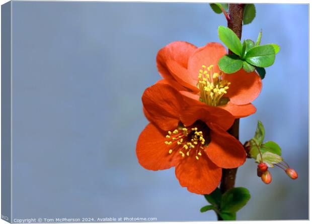 Japanese quince (macro) Canvas Print by Tom McPherson