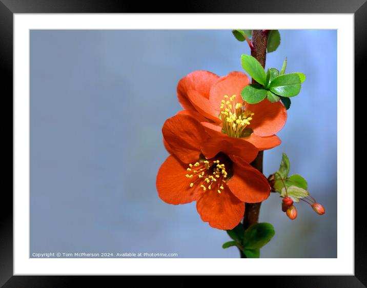 Japanese quince (macro) Framed Mounted Print by Tom McPherson