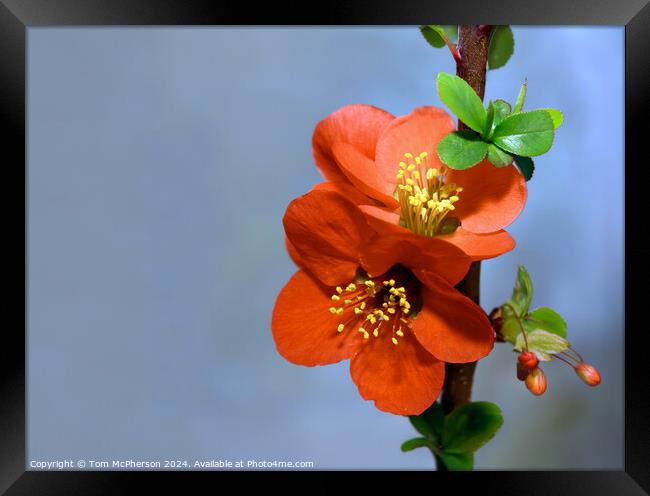 Japanese quince (macro) Framed Print by Tom McPherson