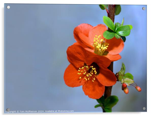 Japanese quince (macro) Acrylic by Tom McPherson