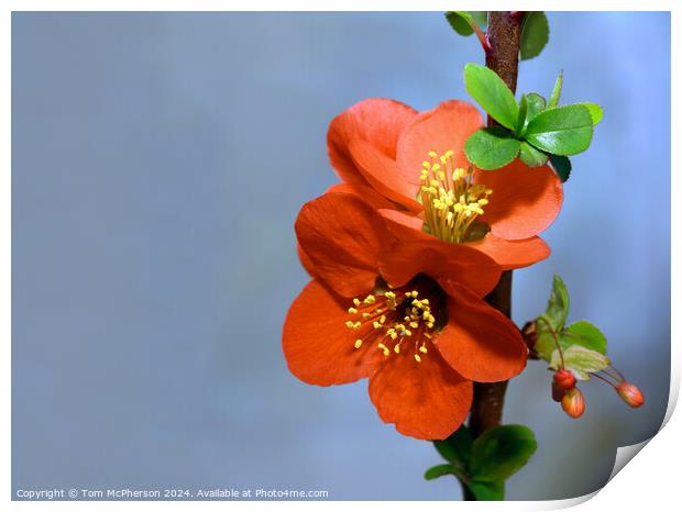 Japanese quince (macro) Print by Tom McPherson