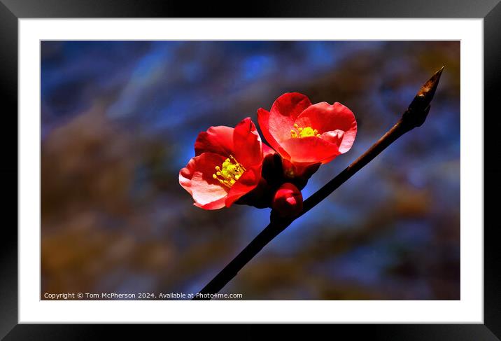 Japanese quince (macro) Framed Mounted Print by Tom McPherson