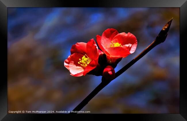 Japanese quince (macro) Framed Print by Tom McPherson
