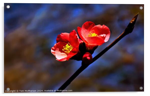 Japanese quince (macro) Acrylic by Tom McPherson