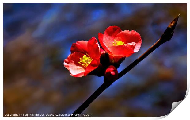 Japanese quince (macro) Print by Tom McPherson