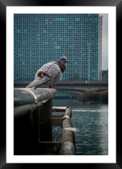 Pigeon Framed Mounted Print by Adriano Veneziano