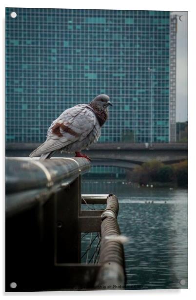 Pigeon Acrylic by Adriano Veneziano