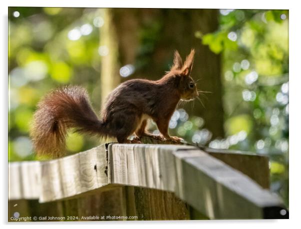 Endangered Red Squirrels on the Isle of Anglesey  Acrylic by Gail Johnson