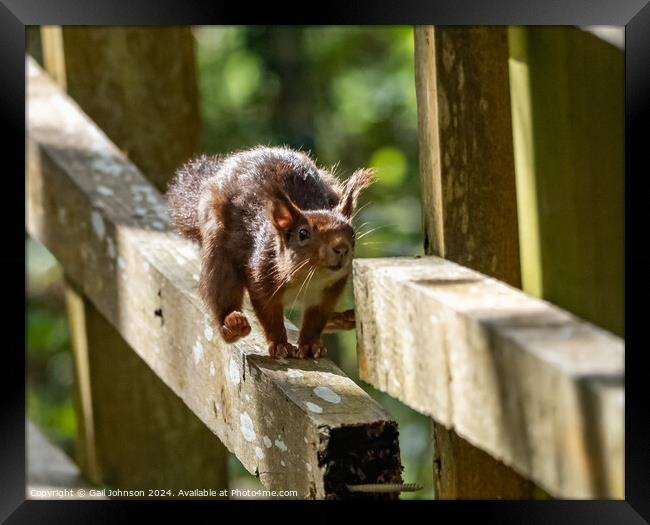 Endangered Red Squirrels on the Isle of Anglesey  Framed Print by Gail Johnson