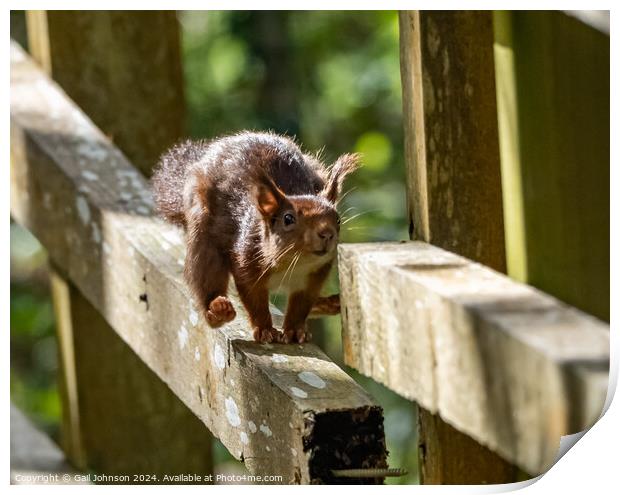 Endangered Red Squirrels on the Isle of Anglesey  Print by Gail Johnson