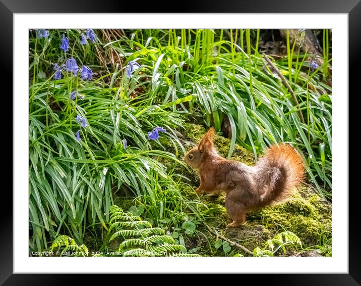 Endangered Red Squirrels on the Isle of Anglesey  Framed Mounted Print by Gail Johnson