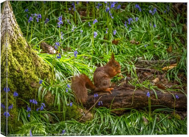 Endangered Red Squirrels on the Isle of Anglesey  Canvas Print by Gail Johnson