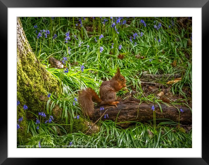 Endangered Red Squirrels on the Isle of Anglesey  Framed Mounted Print by Gail Johnson