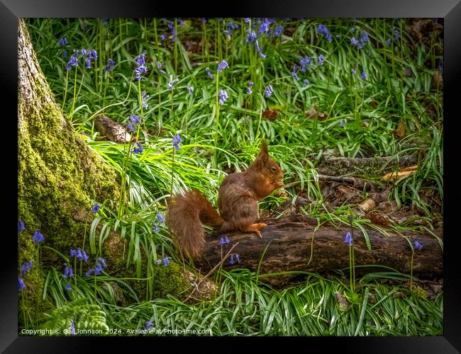 Endangered Red Squirrels on the Isle of Anglesey  Framed Print by Gail Johnson