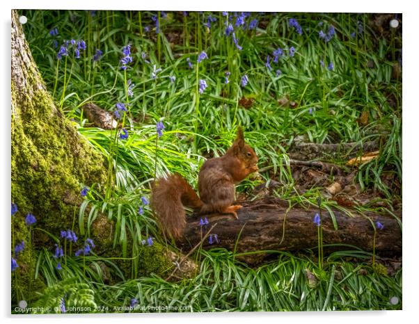 Endangered Red Squirrels on the Isle of Anglesey  Acrylic by Gail Johnson