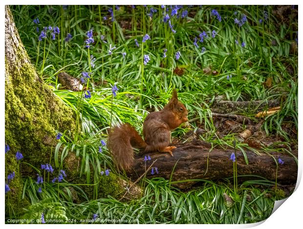 Endangered Red Squirrels on the Isle of Anglesey  Print by Gail Johnson