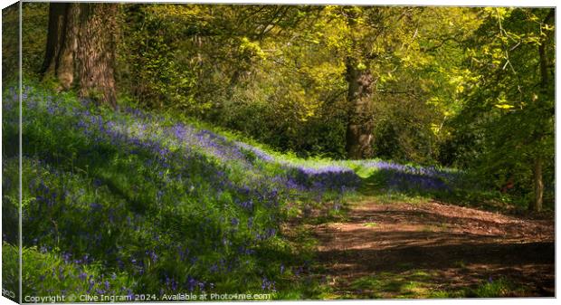 Spring walk in a bluebell wood Canvas Print by Clive Ingram