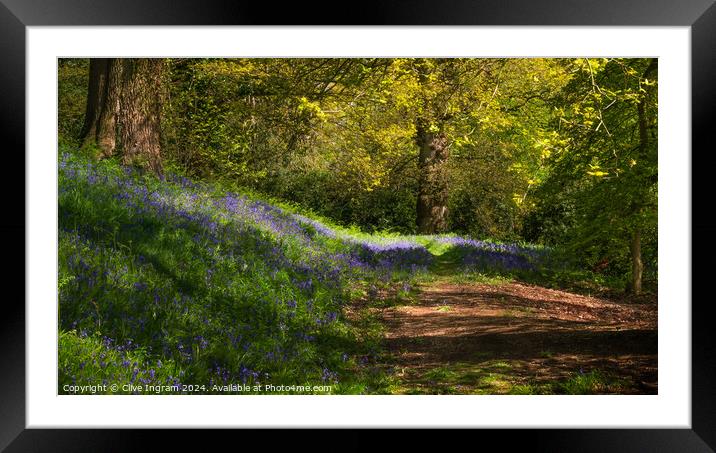 Spring walk in a bluebell wood Framed Mounted Print by Clive Ingram