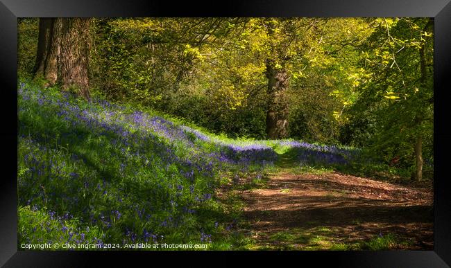Spring walk in a bluebell wood Framed Print by Clive Ingram