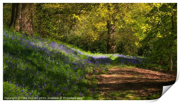 Spring walk in a bluebell wood Print by Clive Ingram