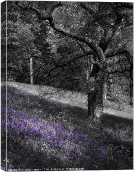 Spring sunlight on a carpet of bluebells Canvas Print by Clive Ingram